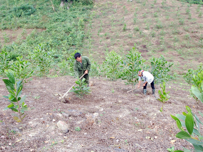 Chủ đầu tư dự án thủy điện tại Phú Yên “chây ỳ” trồng rừng thay thế ảnh 1