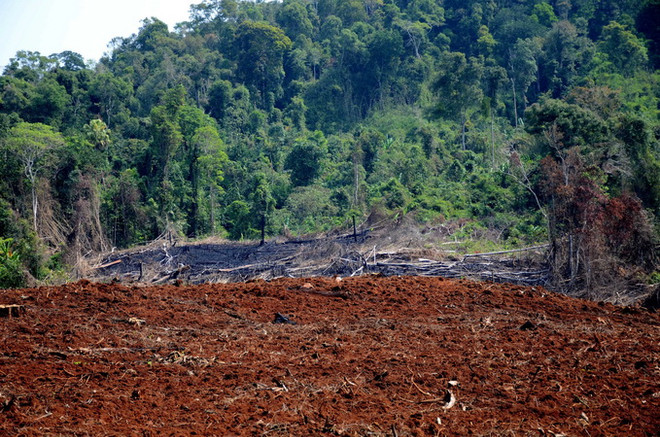 Đắk Nông: Nhiều sai phạm tại Công ty TNHH Lâm nghiệp Quảng Sơn ảnh 1