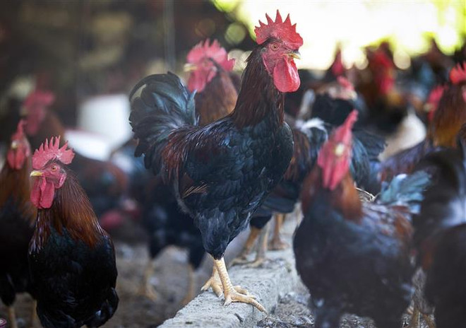 Ứng dụng khoa học hiện đại bảo tồn, phát triển nguồn gene ảnh 1