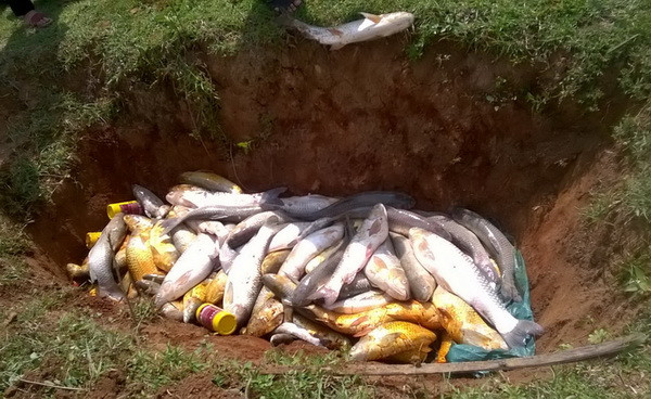 Thanh Hóa: Cá nuôi lồng bè trên sông Bưởi tiếp tục chết hàng loạt ảnh 1