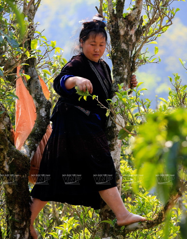 [Photo] “Vàng xanh” trên cao nguyên Tủa Chùa- Điện Biên ảnh 2
