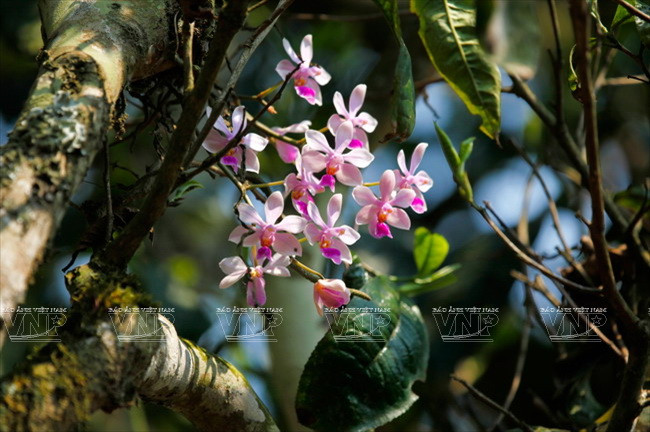 [Photo] “Vàng xanh” trên cao nguyên Tủa Chùa- Điện Biên ảnh 5