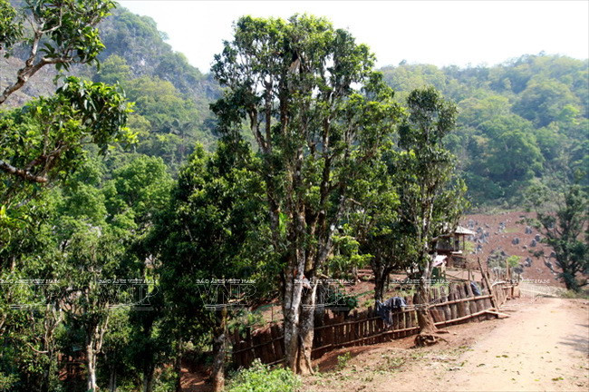 [Photo] “Vàng xanh” trên cao nguyên Tủa Chùa- Điện Biên ảnh 6