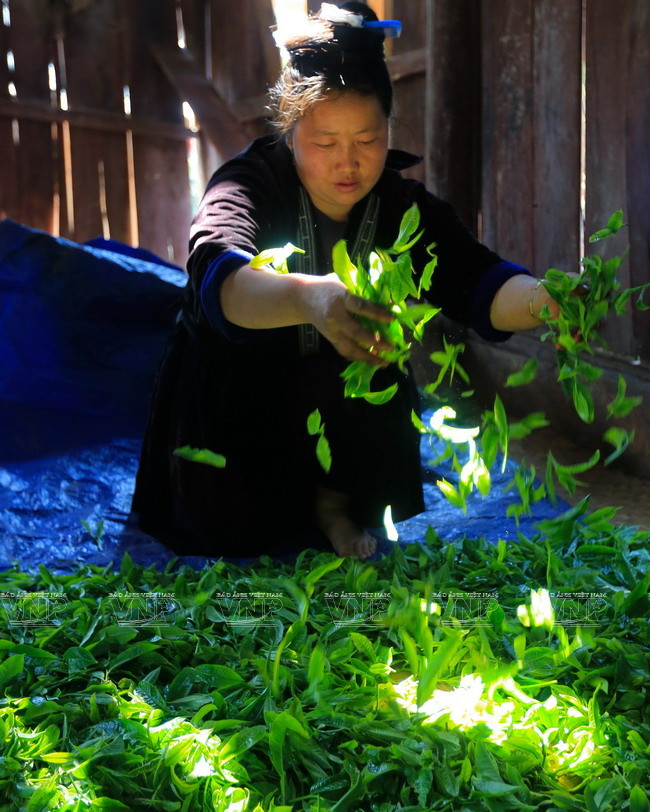[Photo] “Vàng xanh” trên cao nguyên Tủa Chùa- Điện Biên ảnh 7