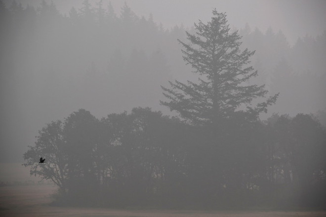 Ô nhiễm không khí có thể liên quan đến 15% ca tử vong do COVID-19 ảnh 1