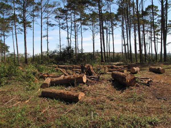 Đắk Nông kỷ luật nhiều cán bộ lãnh đạo sai phạm trong quản lý đất rừng ảnh 1