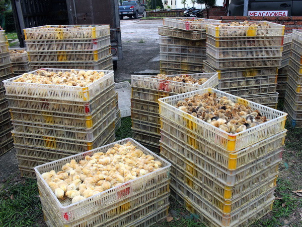 Cao Bằng bắt giữ gần 1.000 con giống gia cầm nhập lậu từ Trung Quốc ảnh 1