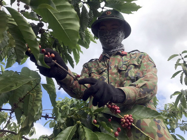 Giải quyết tình trạng thiếu lao động hái càphê tại Kon Tum ảnh 1