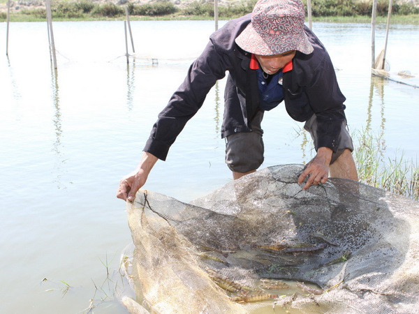 Thừa Thiên-Huế huy động 709 tỷ đồng nuôi trồng thủy sản ảnh 1