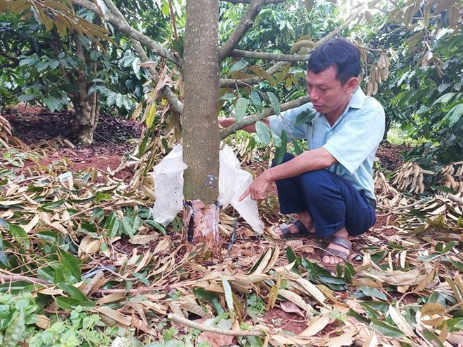 Gia Lai: Vườn sầu riêng đang thời kỳ thu hoạch bị kẻ gian phá hoại ảnh 1
