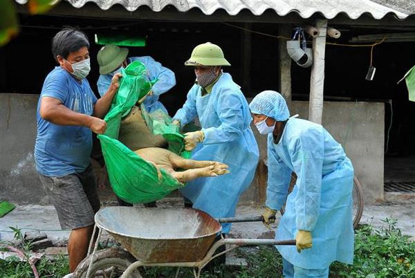 Dịch tả lợn châu Phi: Không được phép lơ là chủ quan ảnh 1