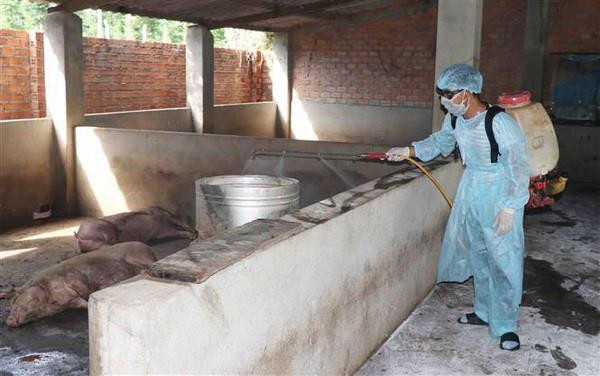 Dịch tả lợn châu Phi lây lan nhanh, đã xuất hiện tại 52 tỉnh, thành ảnh 3