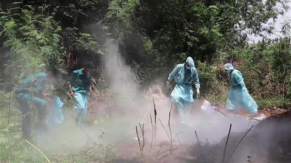 Dịch tả lợn châu Phi: Không được phép lơ là chủ quan ảnh 2