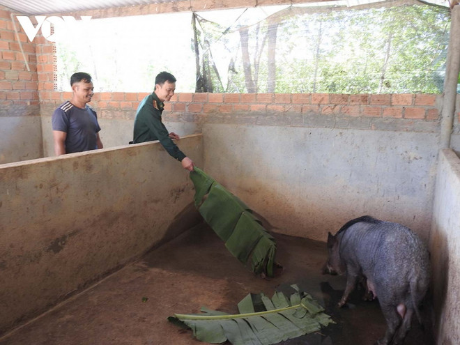Cán bộ biên phòng Đồn Dục Nông hướng dẫn người dân chăm sóc heo đen phát triển chăn nuôi. (Nguồn: VOV) bien_phong kon tum1.jpg