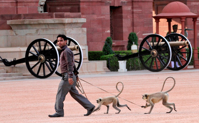 Tổ chức từ thiện muốn đưa chó, khỉ hoang ở New Delhi đi làm... đặc sản ảnh 1