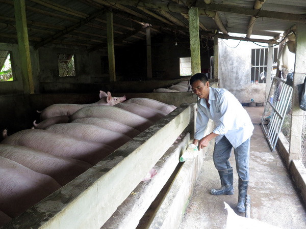 Thái Bình và Nam Định chuẩn bị cho xuất khẩu thịt lợn ảnh 1