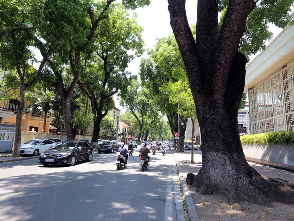 Trồng cây xanh tại các đường giao thông để giảm tiếng ồn, khói bụi ảnh 1