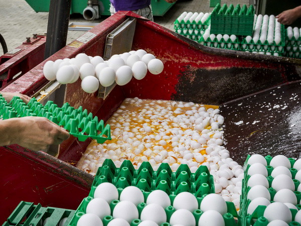 Anh thông báo khoảng 700.000 quả trứng "bẩn" đã được nhập khẩu ảnh 1