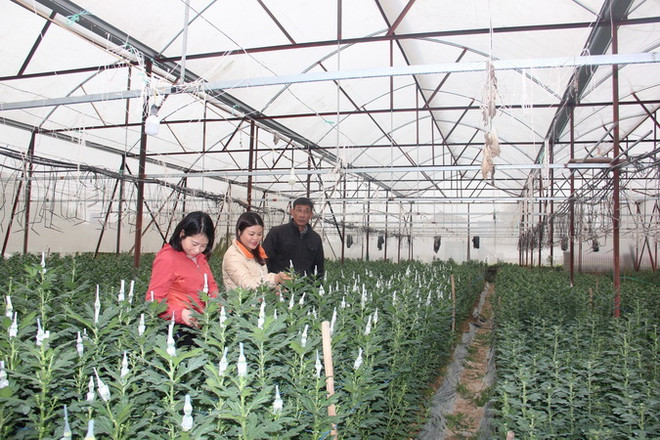 Hà Tĩnh: Làng hoa truyền thống Bắc Sơn rộn ràng vào vụ Tết ảnh 1