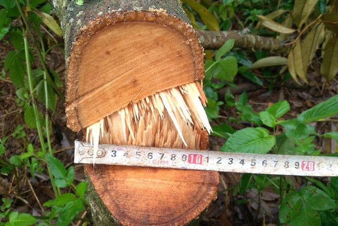 Điều tra vụ phá hoại vườn sầu riêng của người dân ở Lâm Đồng ảnh 1