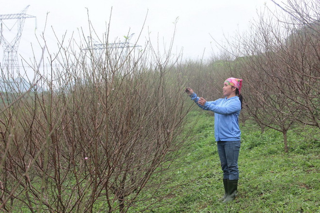 Hà Tĩnh: Làng hoa truyền thống Bắc Sơn rộn ràng vào vụ Tết ảnh 2
