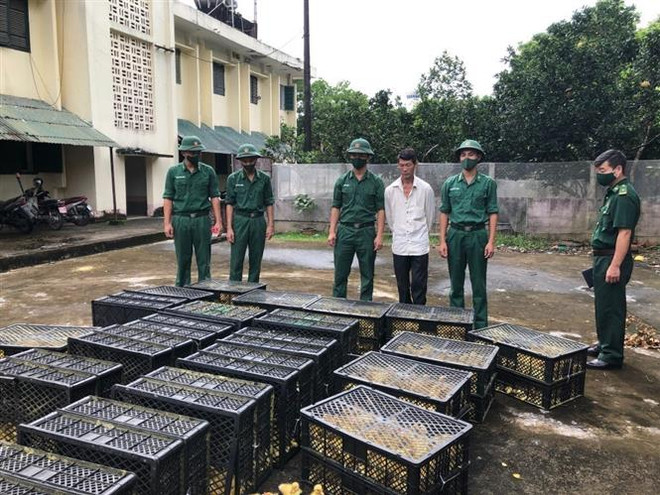 Bắt đối tượng vận chuyển vịt giống từ nước ngoài vào Việt Nam ảnh 1