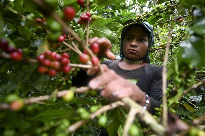 Thị trường nông sản tuần qua: Giá nhiều loại nông sản giảm ảnh 2