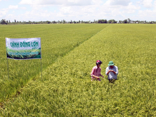 Diện tích cánh đồng lớn ở đồng bằng sông Cửu Long tăng hơn 37 lần ảnh 1