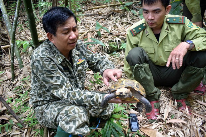 Thanh Hóa: Phát hiện nhiều cá thể rùa quý hiếm ở Khu bảo tồn Pù Hu ảnh 1