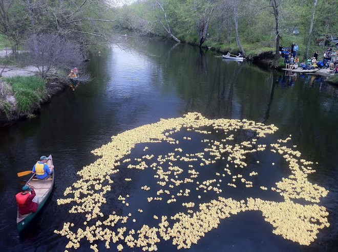 Choáng với giải thưởng hoành tráng của cuộc đua vịt kỳ lạ ảnh 1