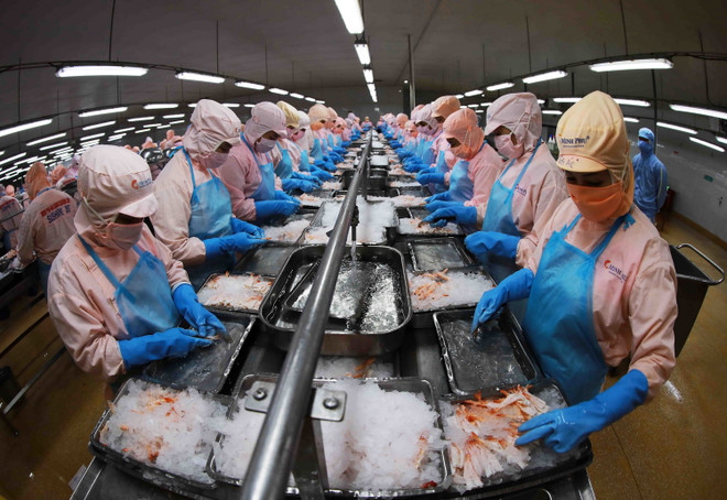 Dây chuyền chế biến tôm đông lạnh xuất khẩu của Công ty Cổ phần thủy sản Minh Phú Hậu Giang ở Khu công nghiệp Sông Hậu, xã Đông Phú, huyện Châu Thành, tỉnh Hậu Giang. (Ảnh: TTXVN) Đề xuất chính sách hỗ trợ cho doanh nghiệp thích ứng an toàn với dịch ảnh 1