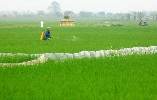 Tập trung đất đai, từ cách làm riêng từ Quê hương năm tấn ảnh 1