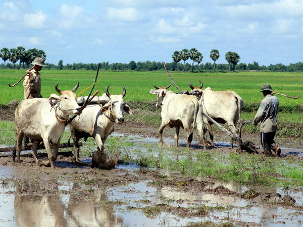 Đồng Tháp sử dụng 6 giống lúa đặc sản, chủ lực cho vụ Đông Xuân ảnh 1