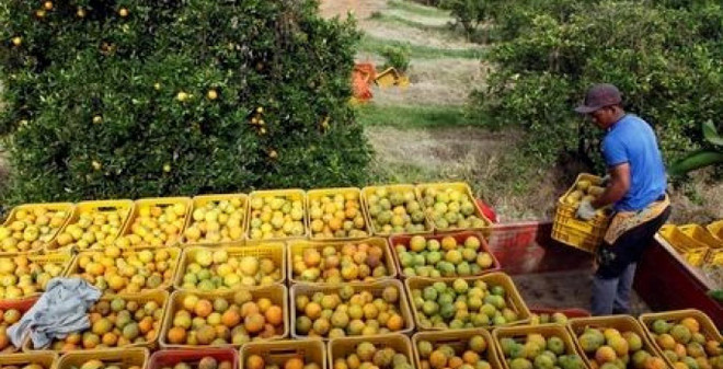 Các công ty nước cam ép ở Brazil bị kiện vì gây thiệt hại cho nông dân ảnh 1