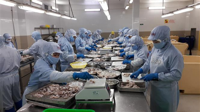 Chế biến tôm đông lạnh xuất khẩu tại Công ty cổ phần Thủy sản Thông Thuận Cam Ranh, tỉnh Khánh Hòa. (Ảnh: Phan Sáu/TTXVN) Xuất khẩu tăng cao nhưng doanh nghiệp không thể chủ quan bởi dịch ảnh 1