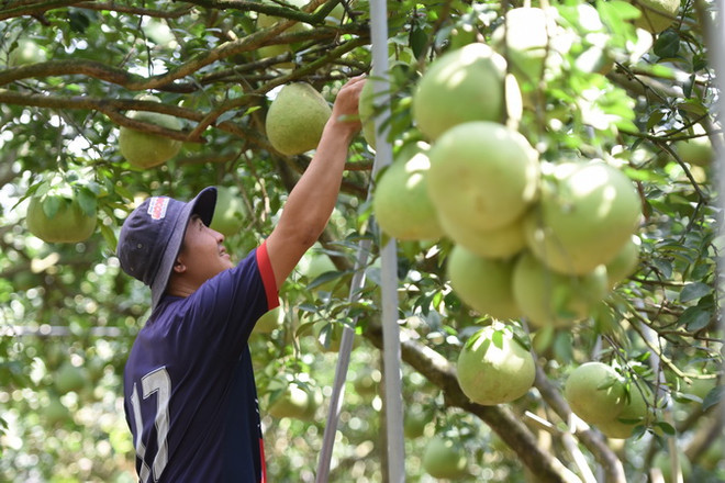Đồng Nai: Làng bưởi Tân Triều vắng bóng thương lái dịp cận Tết&nbsp; ảnh 1