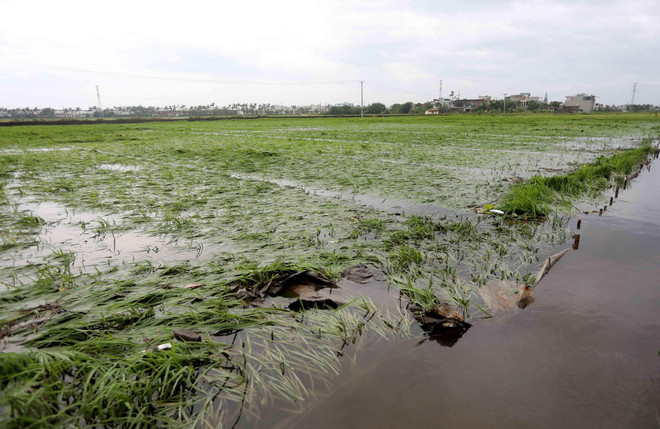 ttxvn_bao so 3 Thai Binh.jpg