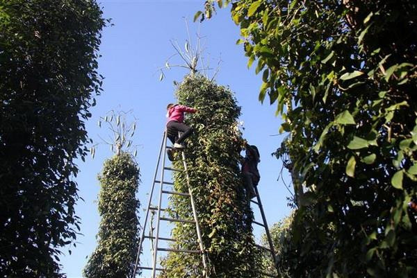 Trồng hồ tiêu ồ ạt, nông dân Tây Nguyên điêu đứng vì... ''vàng đen'' ảnh 1