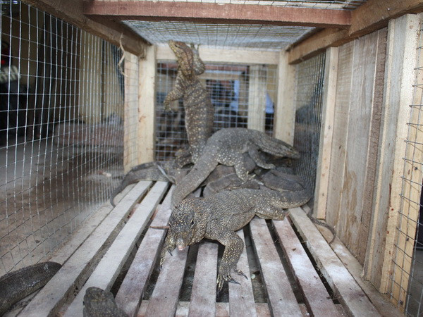 Hà Nội bảo tồn và cứu hộ hơn 300 cá thể động vật hoang dã ảnh 1