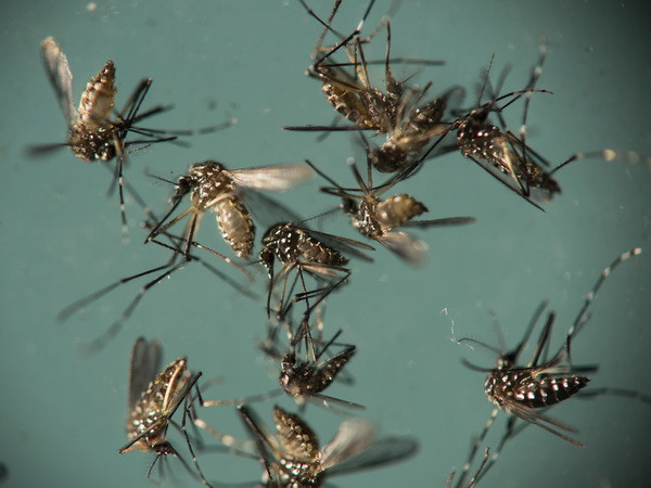 Muỗi Aedes Aegypti, vật trung gian truyền virus Zika. (Ảnh: AP/ TTXVN) Virus Zika ảnh hưởng đến 5% phụ nữ mang thai ở vùng hải ngoại Mỹ ảnh 1