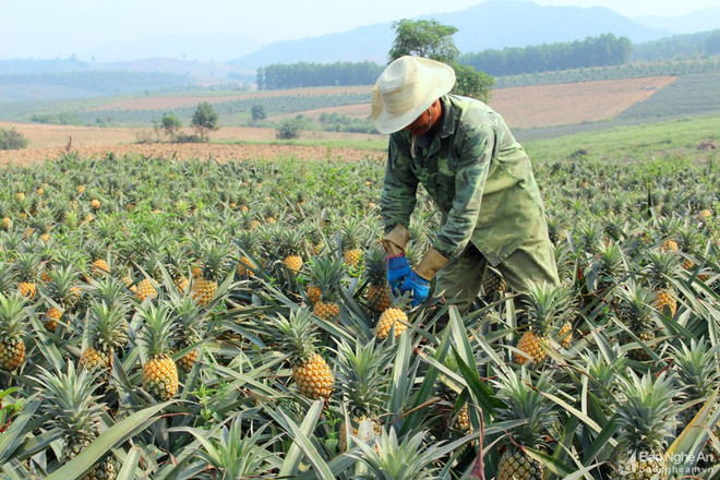 Nghệ An hỗ trợ nông dân, kết nối tiêu thụ nông sản ảnh 2