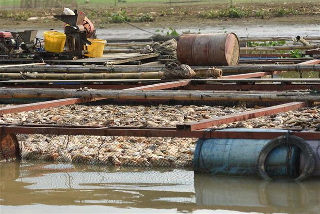 Tìm ra nguyên nhân hơn 130 tấn cá chết trên sông Đại Giang ảnh 1