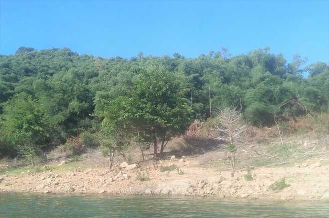 Bình Định: Làm rõ việc cấp, sử dụng, chuyển nhượng 115ha đất rừng ảnh 1