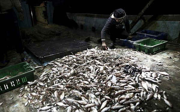 Israel tạm thời mở rộng phạm vi khu vực đánh bắt cá ở Dải Gaza ảnh 1