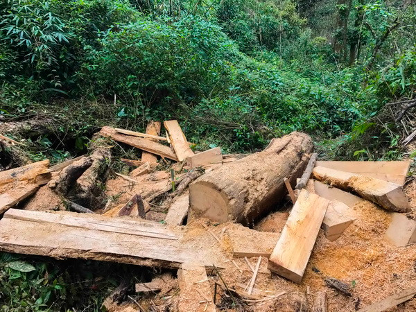 Đã kiểm soát hoạt động khai thác trái phép gỗ pơmu ở Điện Biên ảnh 1