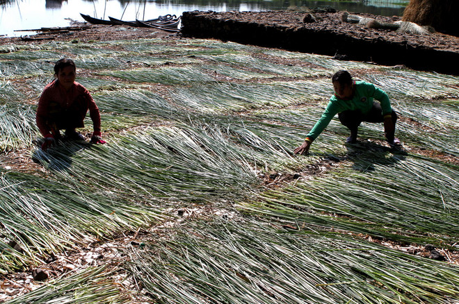 [Photo] Nghề dệt chiếu cói Phú Tân tại tỉnh Phú Yên ảnh 4