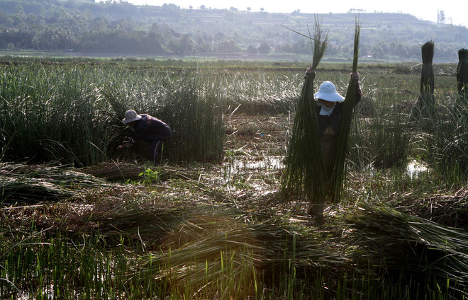 [Photo] Nghề dệt chiếu cói Phú Tân tại tỉnh Phú Yên ảnh 2