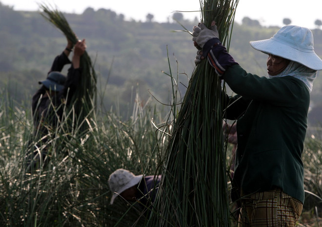 [Photo] Nghề dệt chiếu cói Phú Tân tại tỉnh Phú Yên ảnh 1