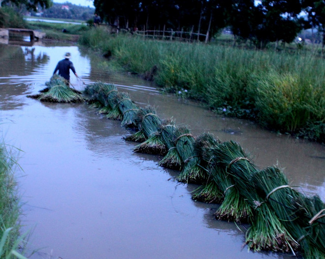 [Photo] Nghề dệt chiếu cói Phú Tân tại tỉnh Phú Yên ảnh 3
