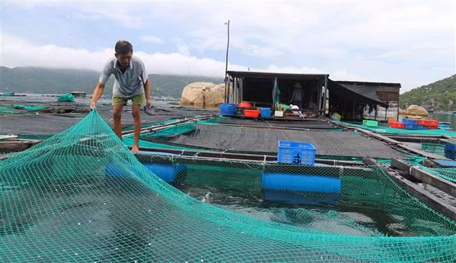 Khánh Hòa: 'Thủ phủ' nuôi tôm hùm di dời gần 40.000 lồng bè tránh bão ảnh 1